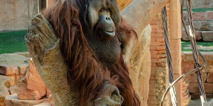 Fallece Peek, el orangután de Borneo de Bioparc Fuengirola