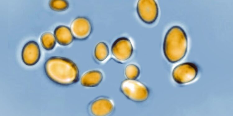 El hongo Candida auris, potencialmente mortal, se está propagando a una «tasa alarmante», dicen los CDC